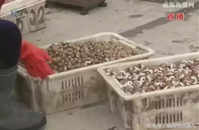 威海封海海鲜,威海封海时间禁止卖哪些海鲜