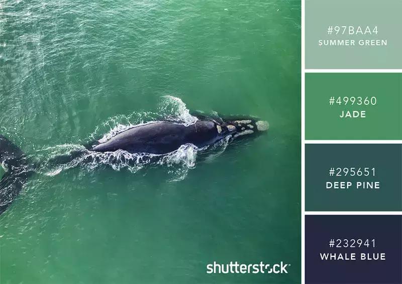 你知道彩虹是什么颜色吗,你知道彩虹的颜色吗英语翻译