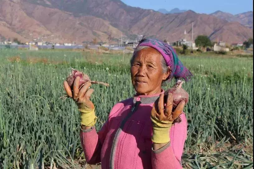 西昌20万吨洋葱在等待，与政府一起发力，别让洋葱相信眼泪！