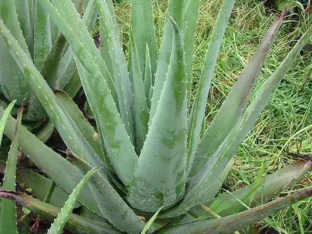 芦荟烂根叶子全掉了怎么能救活,芦荟烂根怎么补救最快