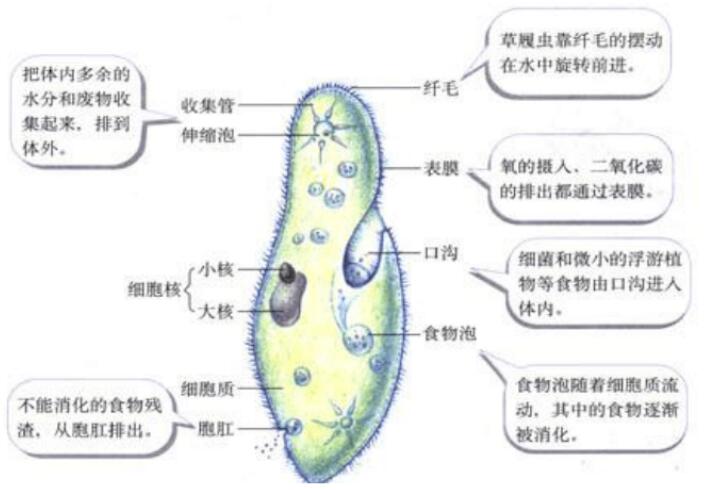 北师大版生物中考必背知识点,苏教版生物中考知识点总结填空版