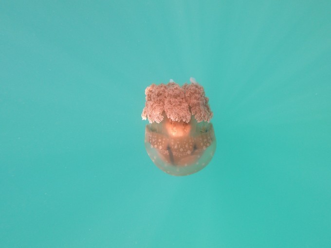 帕劳的海景风光给人美的享受,帕劳的海洋和沙滩风景图片