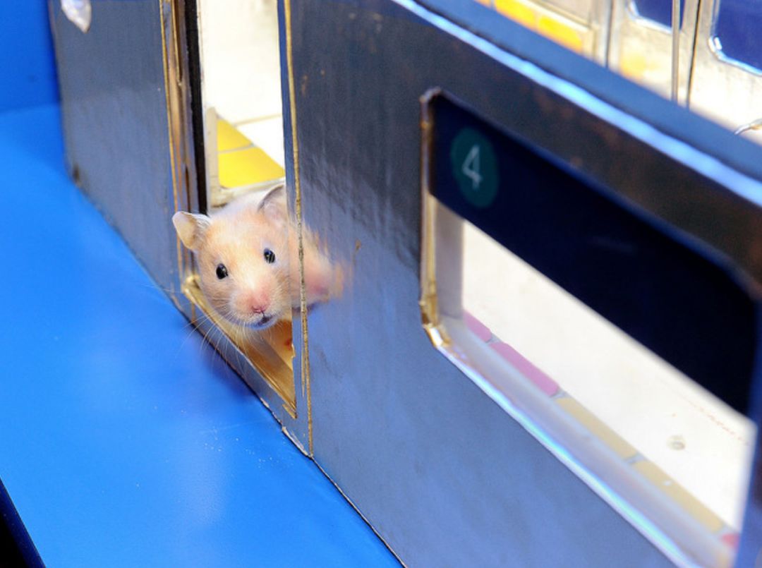 你们城市的地铁还差一点骚味