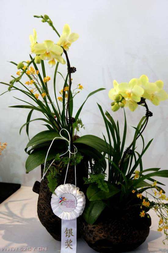 价值3000万一盆的兰花,一盆价值20万的兰花
