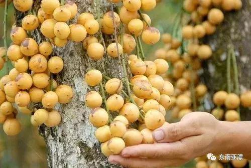 椰色果、红毛丹、牛奶国，到越南旅游必吃的水果有木有！