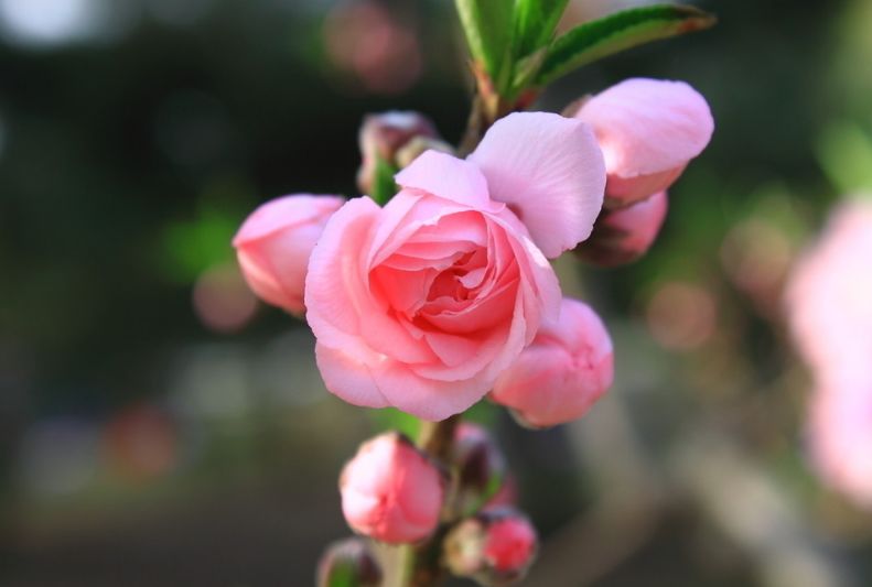 魏子昌经典诗词,魏子昌律诗全集