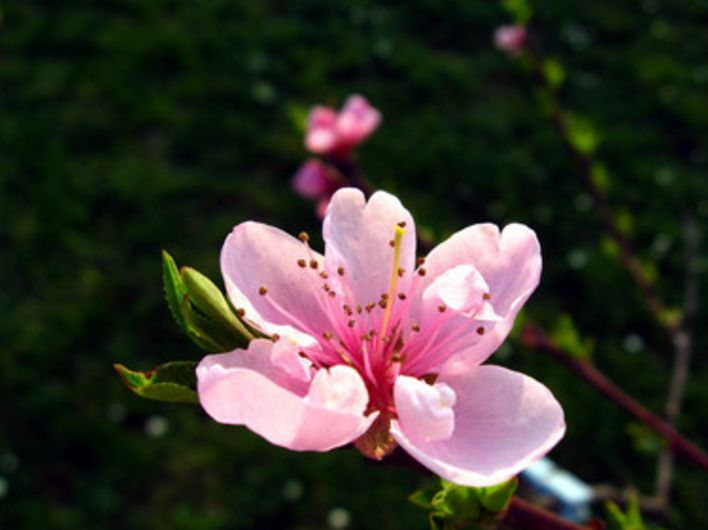 魏子昌经典诗词,魏子昌律诗全集