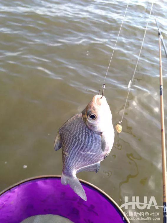 大风天水库钓鲫鱼,大风天在水库野钓视频