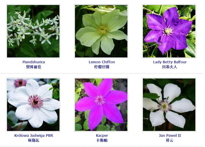 铁线莲爬藤花卉排名前十名,铁线莲哪个品种花最好看