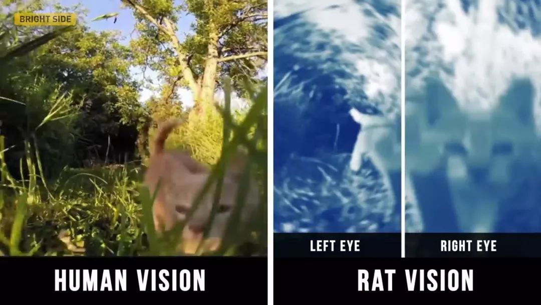 动物眼里的世界长什么样子,动物眼里的世界都是什么颜色