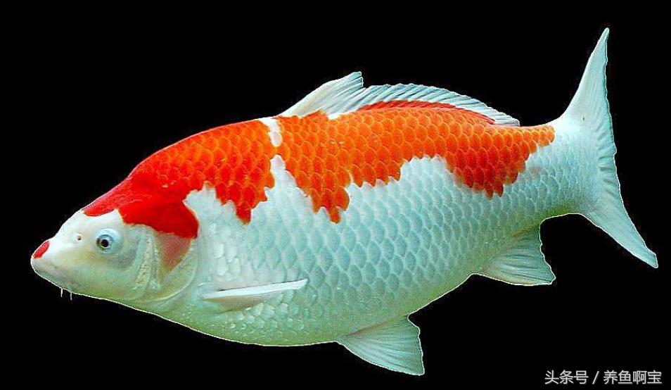 鱼的消化率能达到多少,鱼的消化与温度的关系