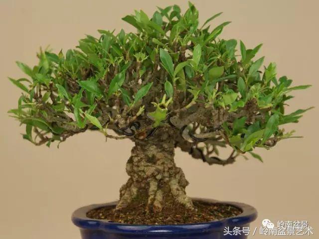 栀子花开美好如初,栀子花开花开盛夏