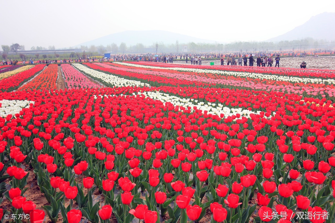 比较常见的花的英文名,各种美丽的花的英文名