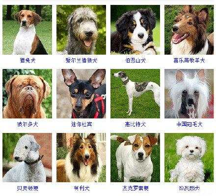 16种总是分不清的狗狗品种,全世界所有狗狗的品种大全