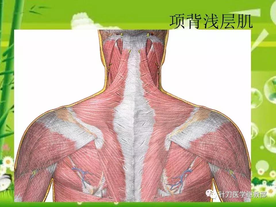 颈椎肌肉损伤用小针刀治疗,针刀治疗颈椎导致神经损伤