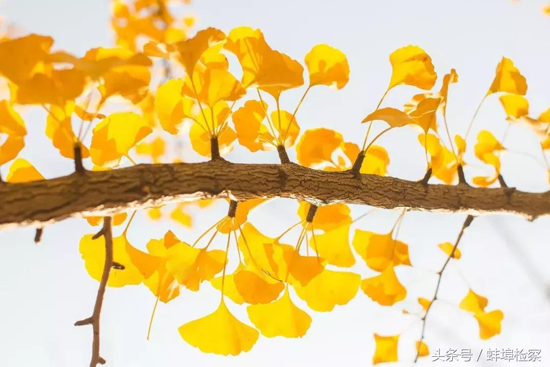 辨辫辩瓣顺口溜,读汉字口诀顺口溜