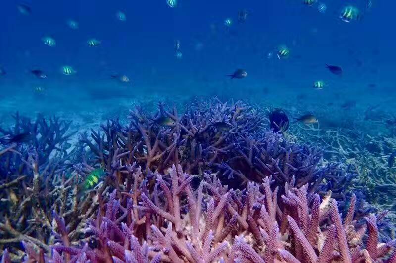 帕劳可以潜水吗,去帕劳玩是什么感觉