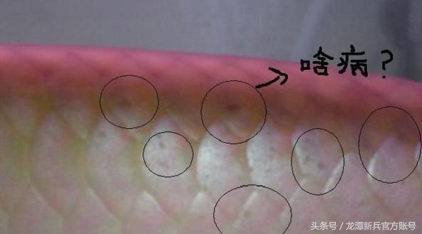 龙鱼病症状图片大全,龙鱼鳞片的真实图片