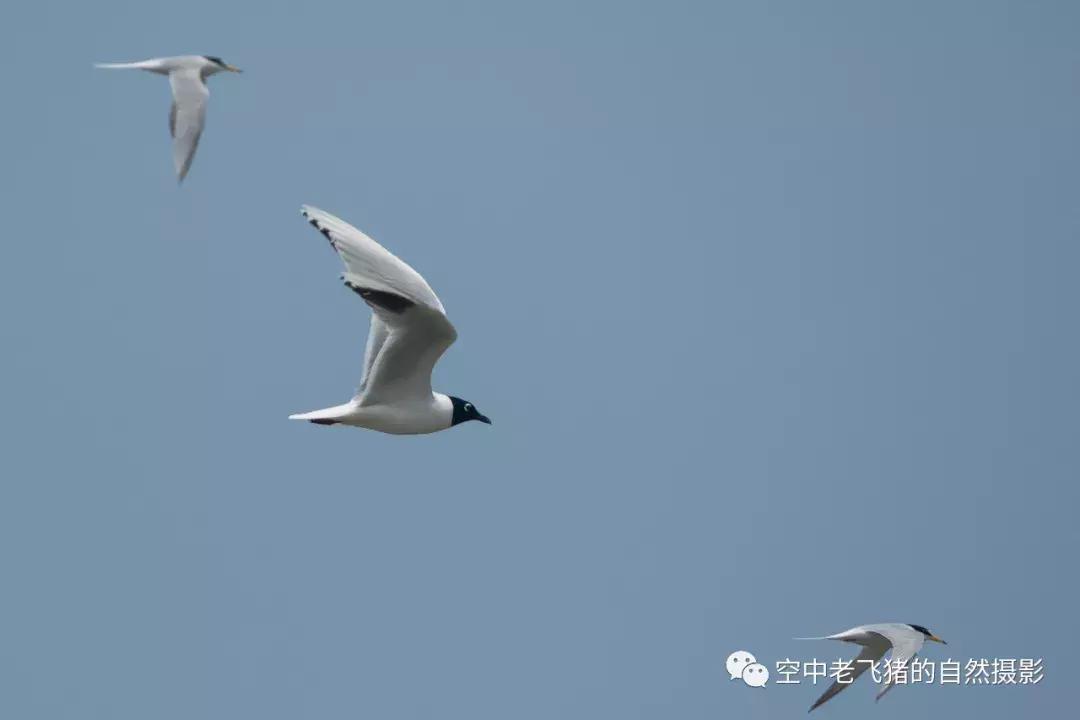 初夏时节，欣赏黑嘴鸥的浓情蜜意