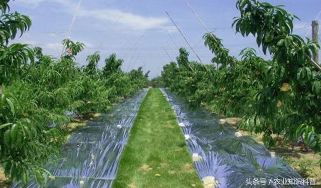 桃树耐涝,桃树耐旱还是喜涝