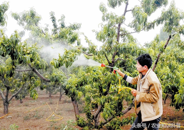 夏季桃树怎样防治病虫害,桃树涝害叶子蔫了怎么办