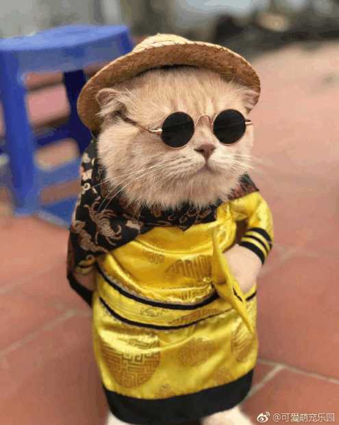 分享越南非常红网红猫Cho,它就是这么与众不同的猫星人？