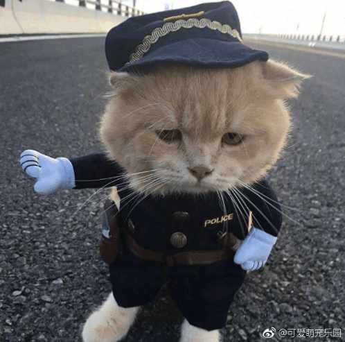 分享越南非常红网红猫Cho,它就是这么与众不同的猫星人？