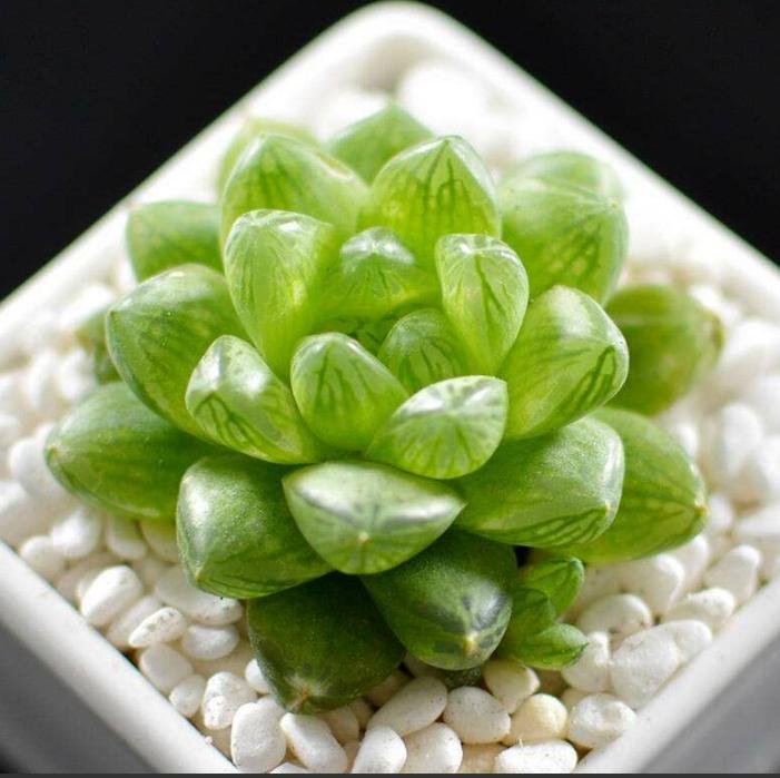 玉露多肉怎样预防它徒长,如何让多肉玉露叶片饱满