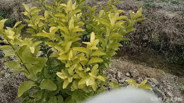 柑橘幼苗黄化怎么回事,柑橘幼树春梢突然黄化是怎么回事