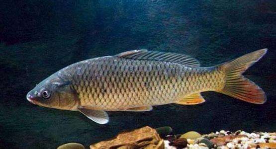 鲤鱼与鲫鱼的区分,怎么区分野生鲤鱼和鲫鱼