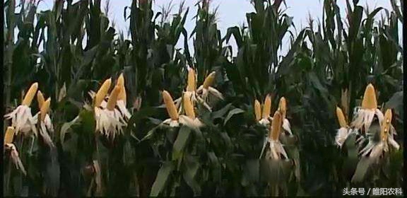 辽宁省最新审定的玉米新品种,2019贵州审定的玉米新品种