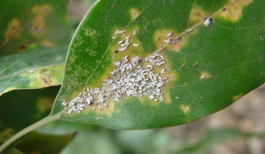 家里的花又招虫了？学会这一招，杀虫药不用买！
