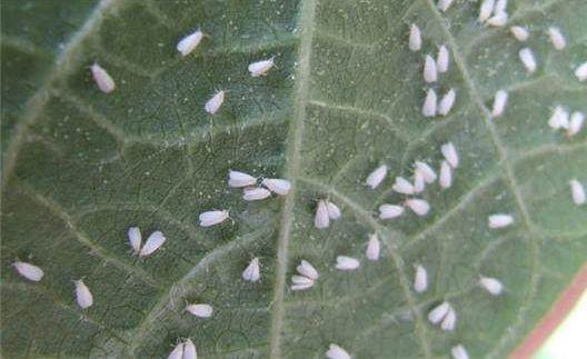 家里的花又招虫了？学会这一招，杀虫药不用买！