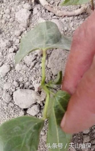 棉蚜为害症状,棉蚜严重怎么治