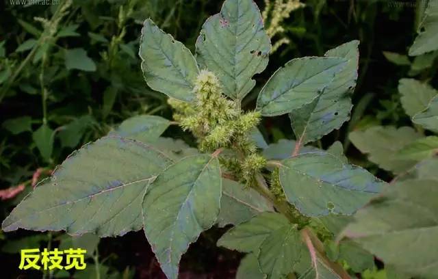 田间杂草及名称图片,草田杂草实图及名称