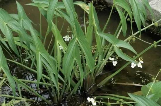 田间杂草及名称图片,地里杂草看不见实拍