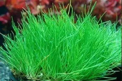 田间杂草认不清来看高清图谱,地里杂草看不见实拍