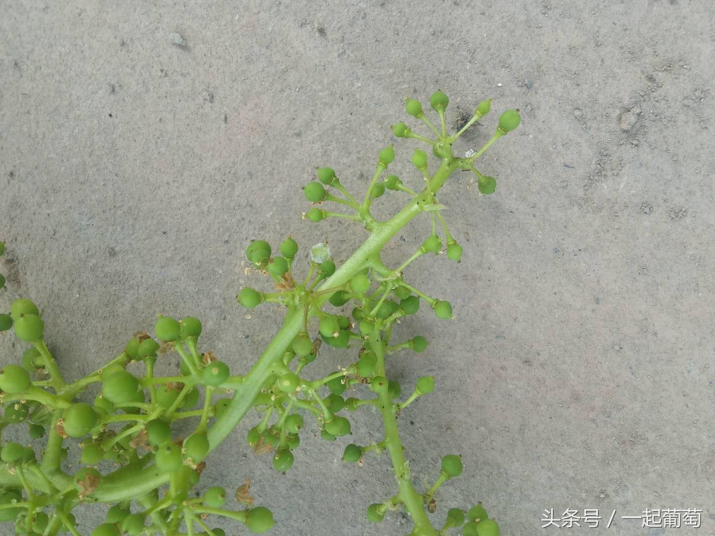 葡萄霜霉病的发生和防治,葡萄霜霉病严重发生怎么治疗