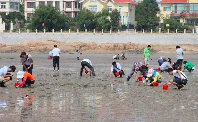 捡海鲜赶海,青岛哪里适合赶海捡海鲜