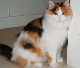 原来不只有相马经，还有《相猫经》，这些猫的名字你听说过吗