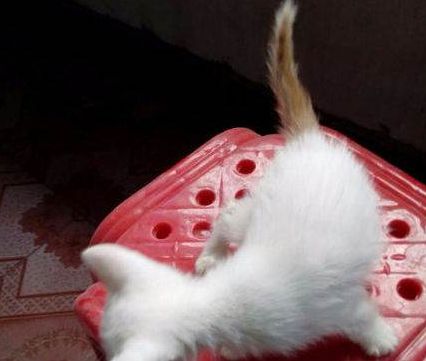 原来不只有相马经，还有《相猫经》，这些猫的名字你听说过吗