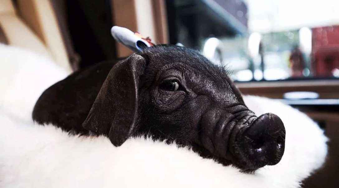 网易味央猪肉,网易味央黑猪肉价格