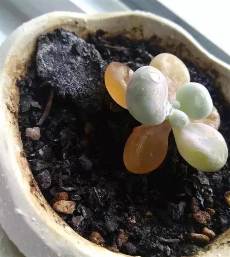 多肉桃蛋怎么快速上色,多肉桃蛋怎么叶插100%成活