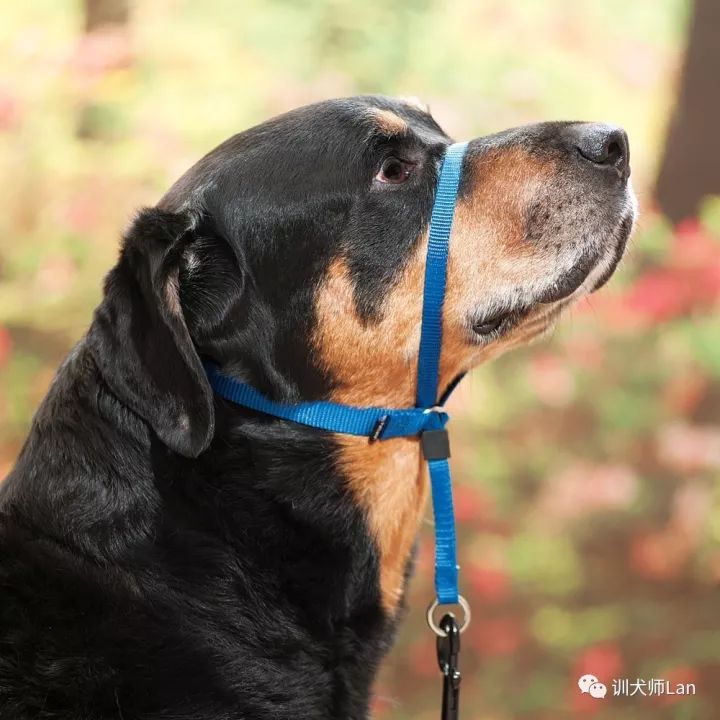 如何纠正狗狗爱追逐别人,狗狗总是追赶行人原因