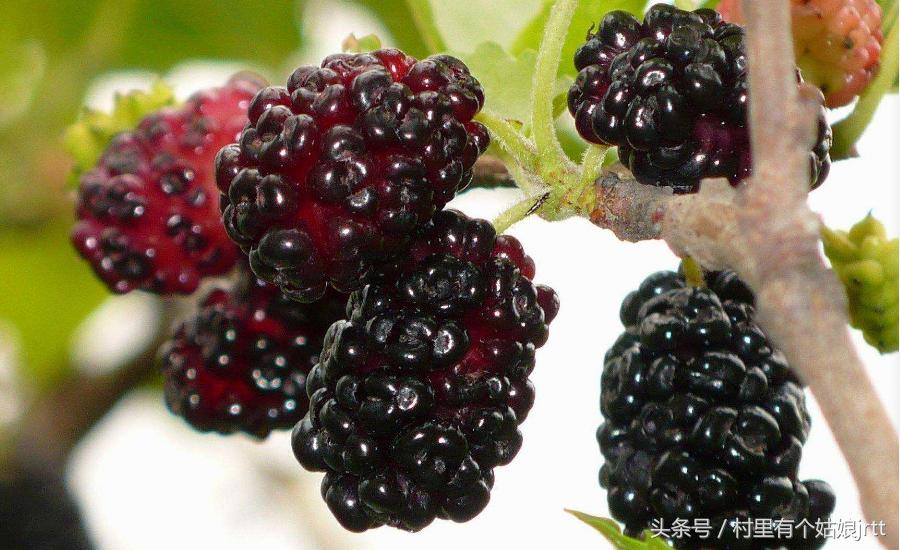 吃桑葚的正确方式,吃桑葚方法