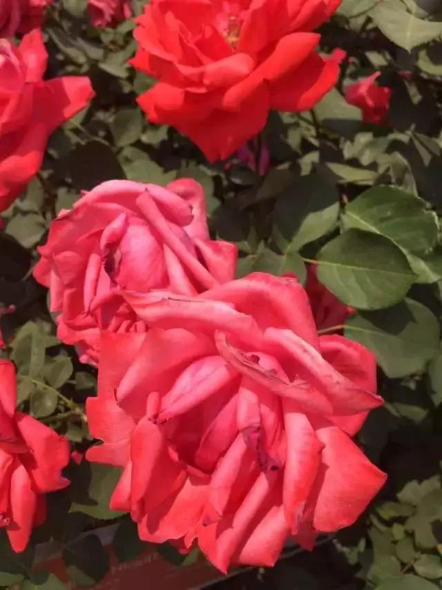 玫瑰月季和月季有区别吗,玫瑰月季如何区别品种图解