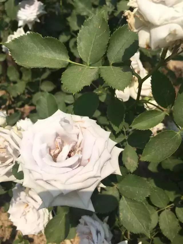 玫瑰月季和月季有区别吗,玫瑰月季如何区别品种图解