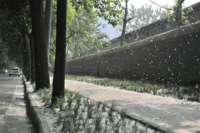 飞絮这么烦人能砍掉它们吗,襄阳市柳絮