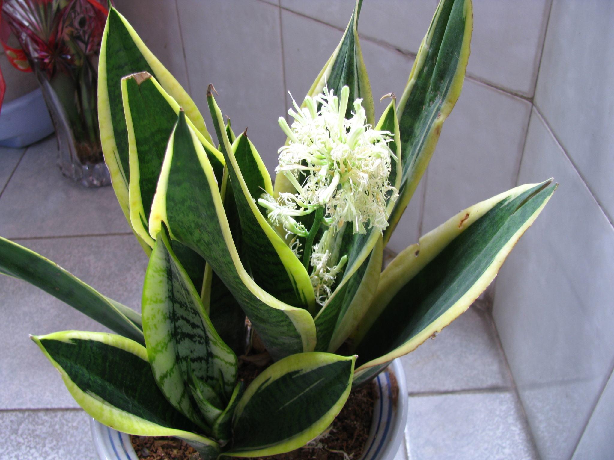 虎皮兰养护方法和注意事项,虎皮兰怎么养好看视频教程