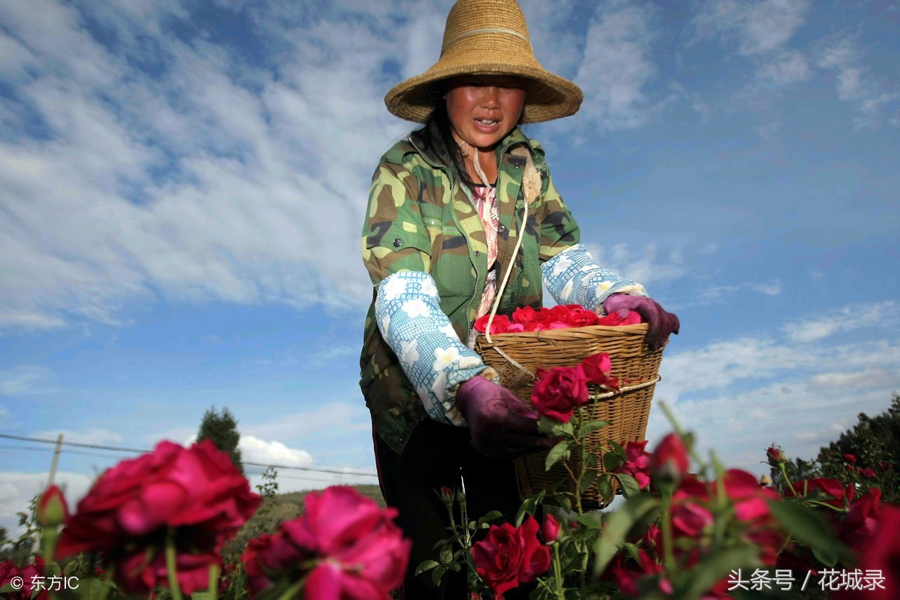 蔷薇月季和玫瑰的区别,月季跟蔷薇跟玫瑰有什么区别